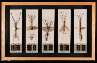 RB Solar Labels: Stick Insects